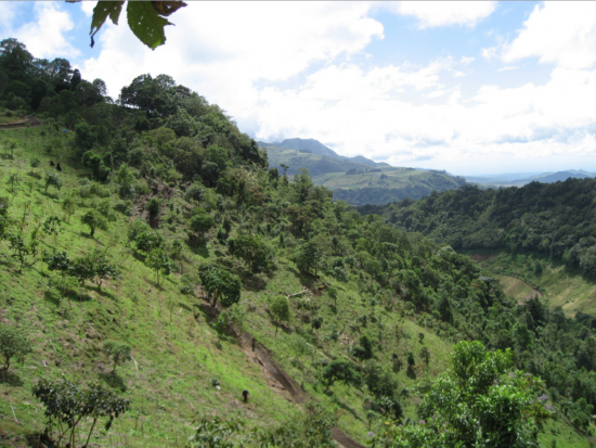 Finca Sophia - Equator Coffee's Experiment in Quality and ...