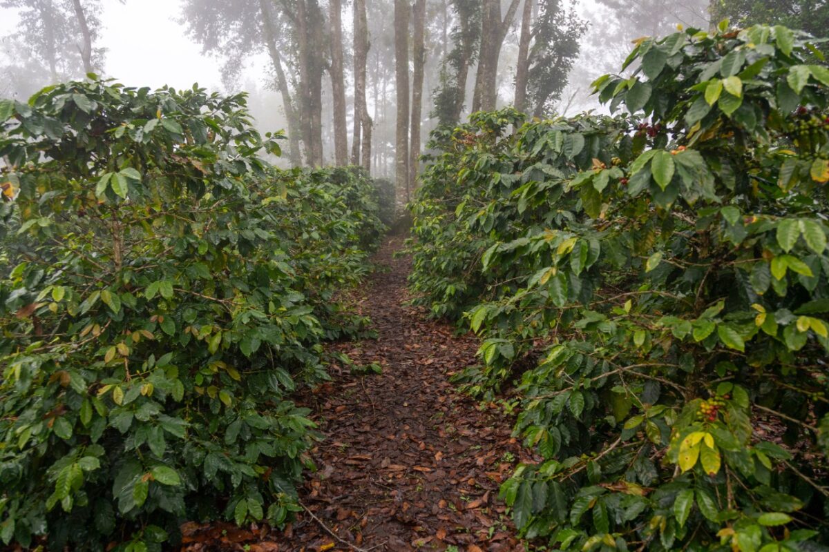 This Mexican Farmer Is Pioneering Carbon Neutral Coffee Farming 