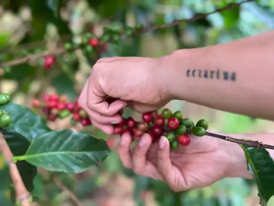 A person's hands picking ripe red coffee cherries from a branch. They have a tattoo on their forearm.