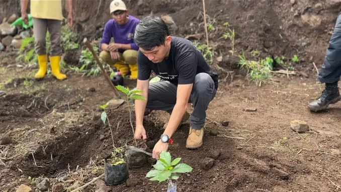 A man plants a small coffee seedling in the ground.