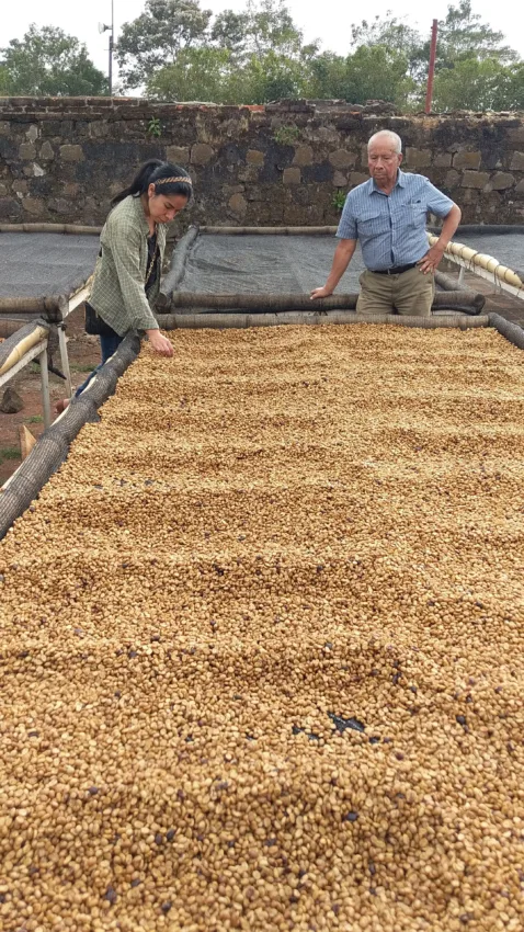 Linda and a family member inspect coffee drying on beds.