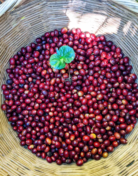 Fresh coffee cherries, and one coffee leaf, in a picker's basket.