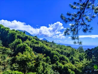 A view of vibrant gree hills on a coffee farm. A bright blue sky is dotted with white clouds near the hilltop.