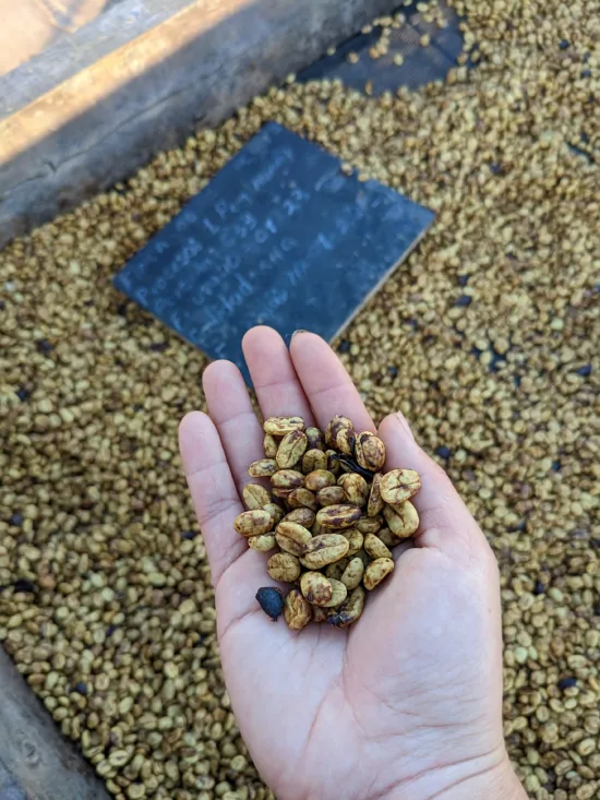 A person holds drying coffee beans (looks like honey process) in their hand over a raised coffee bed.