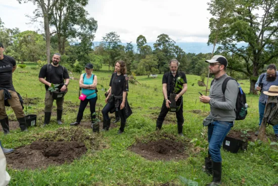 People preparing to plant coffee trees in a field.