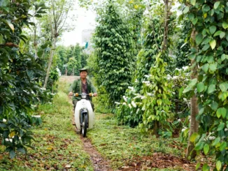 A man rides a scooter through a coffee farm.