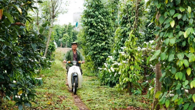 A man rides a scooter through a coffee farm.