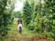 A man rides a scooter through a coffee farm.